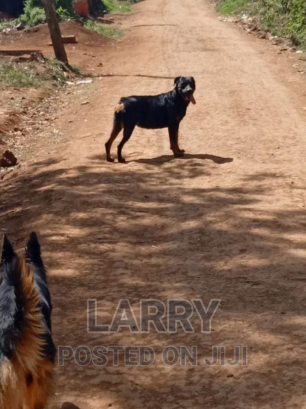 1+ year Female Purebred Rottweiler