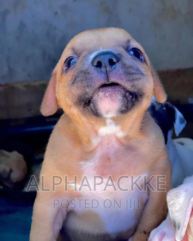 1-3 months Male Purebred American Bully - thumbnail 5
