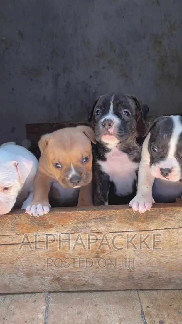 1-3 months Male Purebred American Bully - thumbnail 2