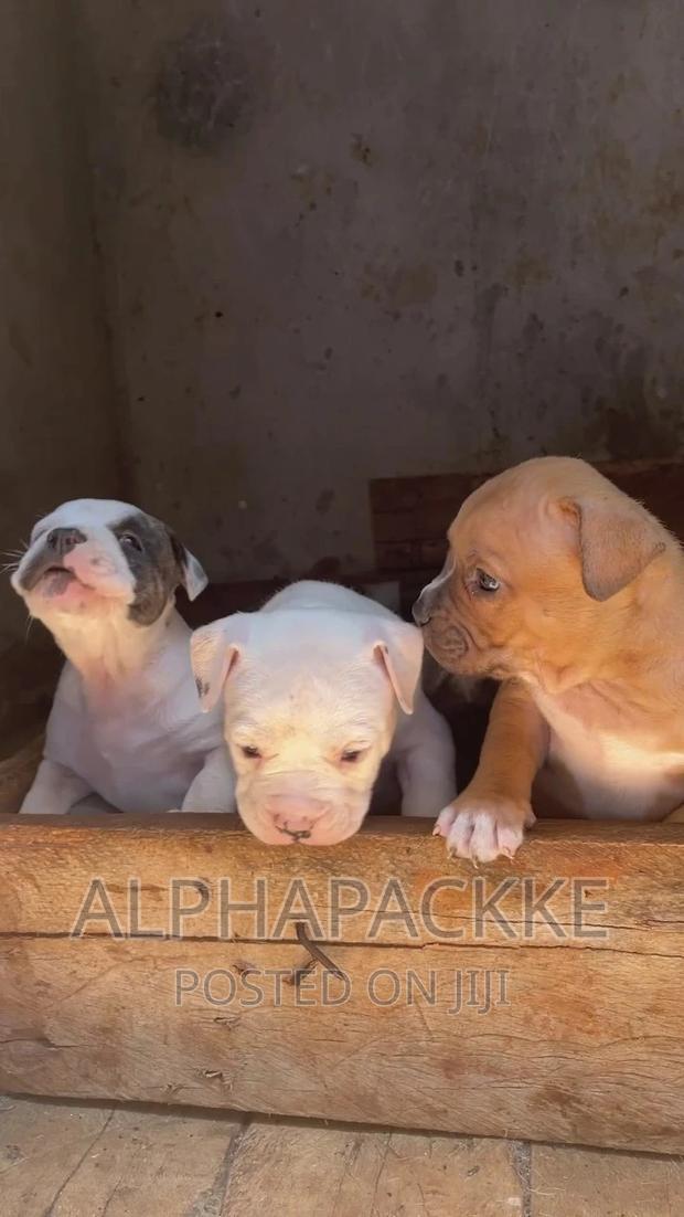 1-3 months Male Purebred American Bully - thumbnail 3