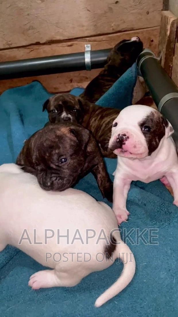 1-3 months Male Purebred American Bully - thumbnail 4