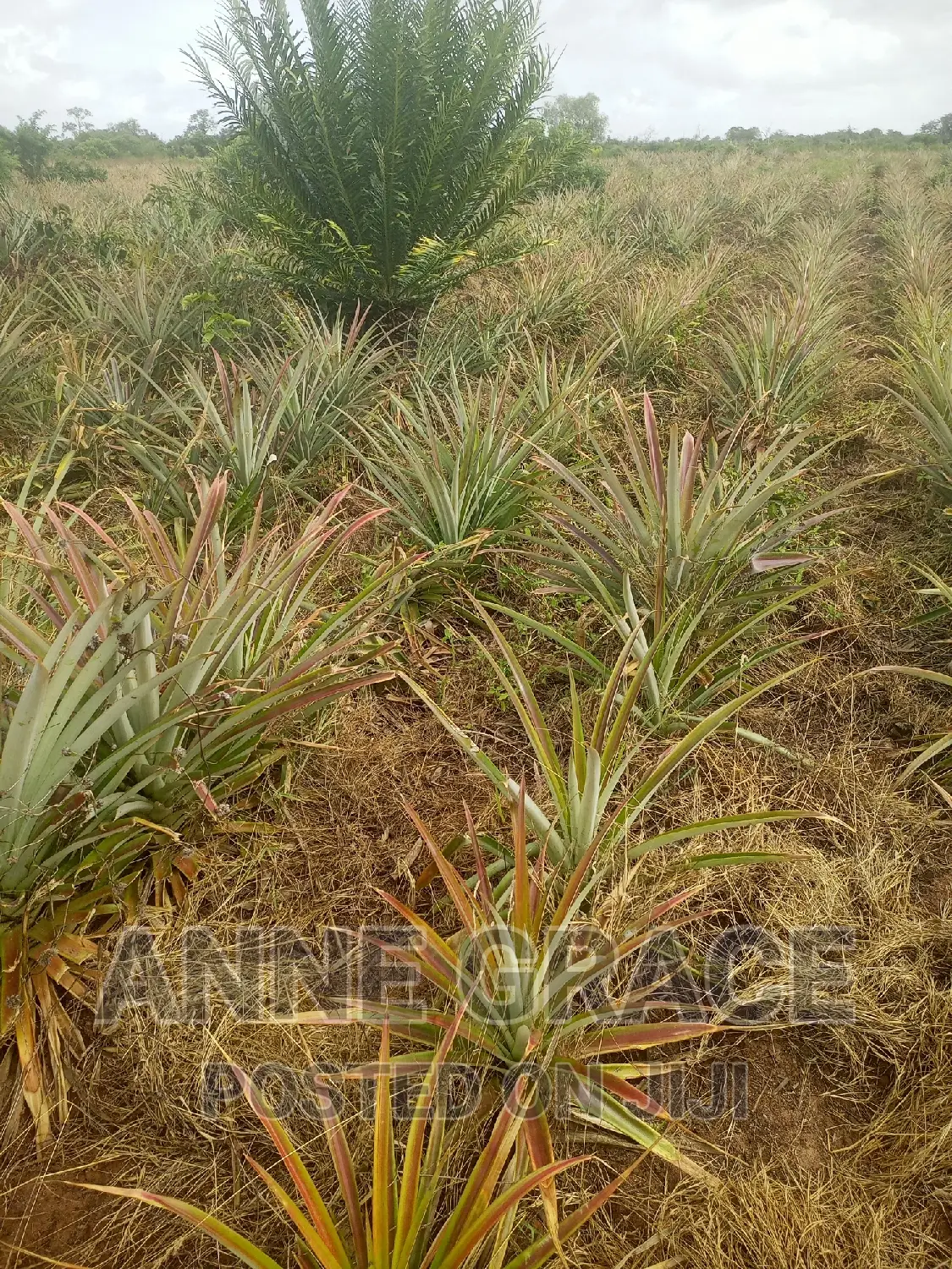 100acres for Sale