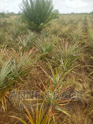 100acres for Sale