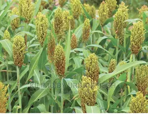 Sorghum Seed Moq