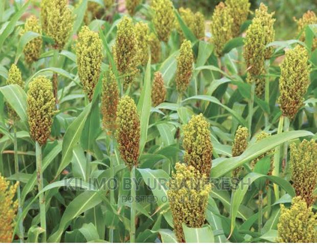 Sorghum Seed Moq