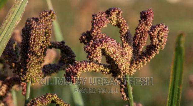 Finger Millet Planting Seeds Moq 5.