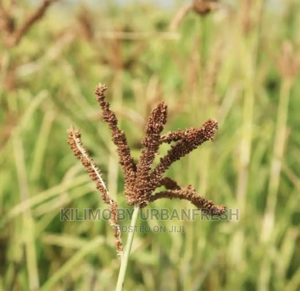 Finger Millet Planting Seeds Moq 5.