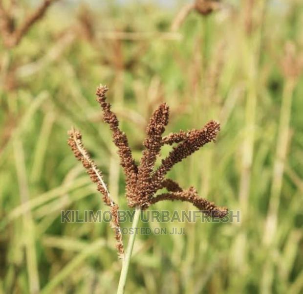 Finger Millet Planting Seeds Moq 5. - thumbnail 3
