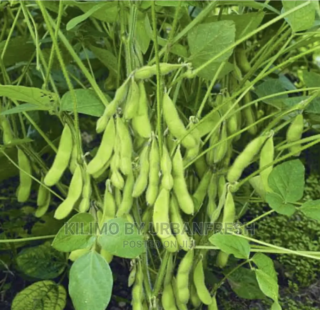 Soya Beans Planting Seeds 10 KGS