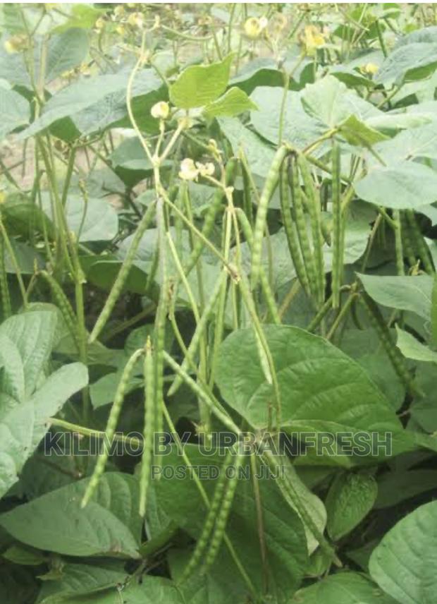 Greengram Planting Seeds Moq 5kgs