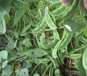 Njahi ( Dolichos ) Planting Seeds . 10 KGS