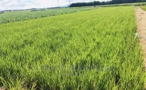 Upland Rice Planting Seeds. Moq 10kgs.