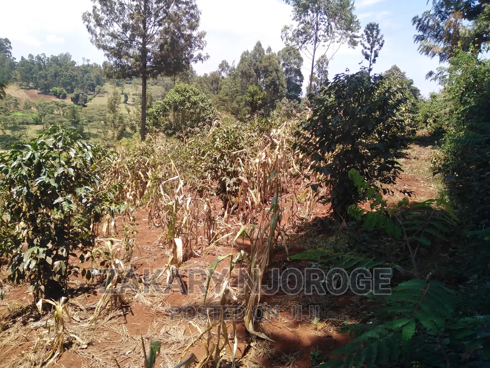 Two-50*100 Plots for Sale in Giakanja