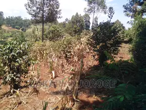 Two-50*100 Plots for Sale in Giakanja