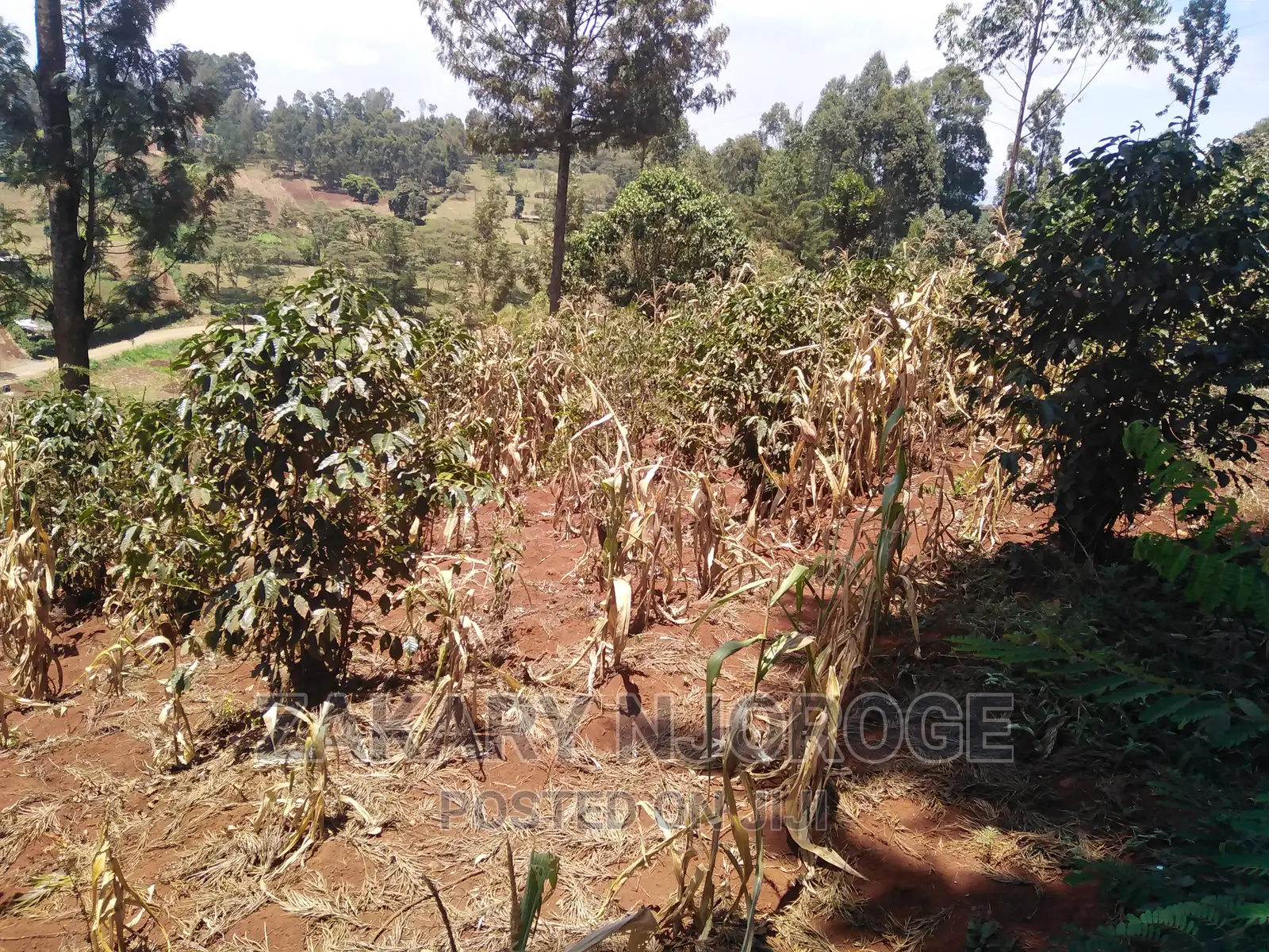 Two-50*100 Plots for Sale in Giakanja