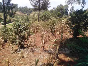 Two-50*100 Plots for Sale in Giakanja