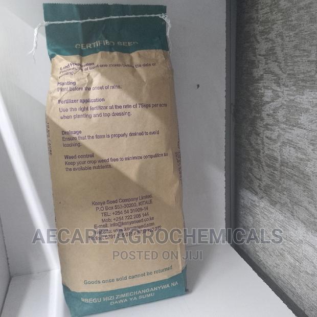 Maize Seeds H614D 2kg (Simlaw) - thumbnail 2