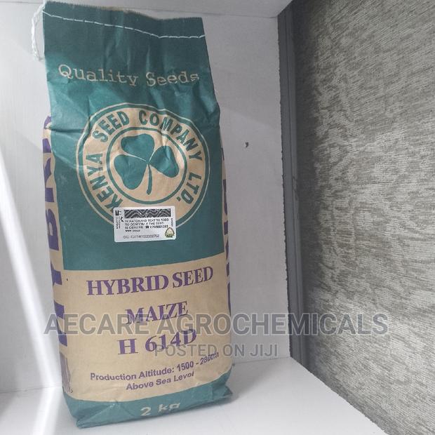 Maize Seeds H614D 2kg (Simlaw) - main view