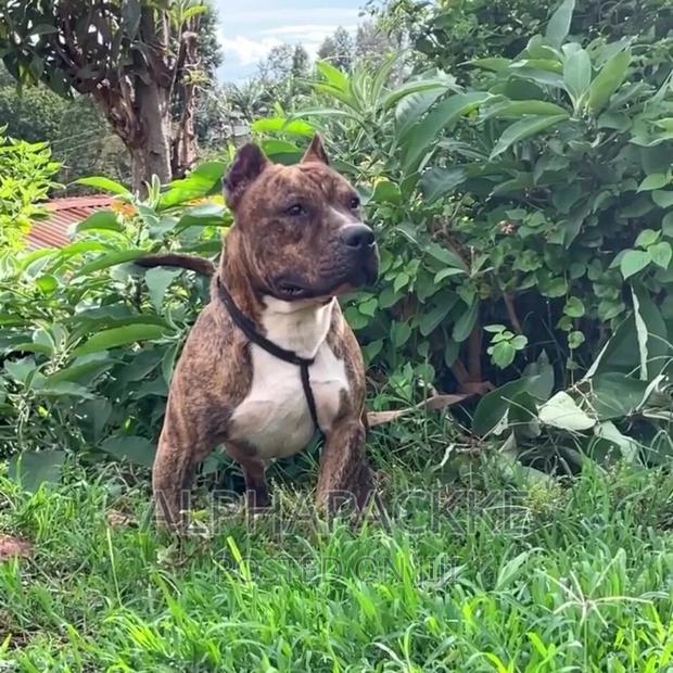 1-3 months Male Purebred American Bully