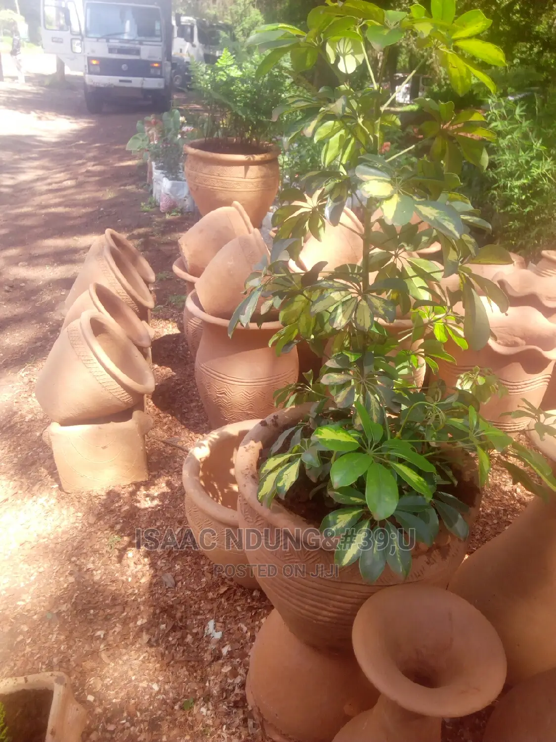 Potted Plants For Hire