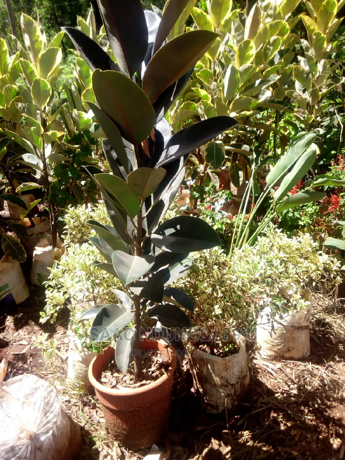 Potted Plants For Hire