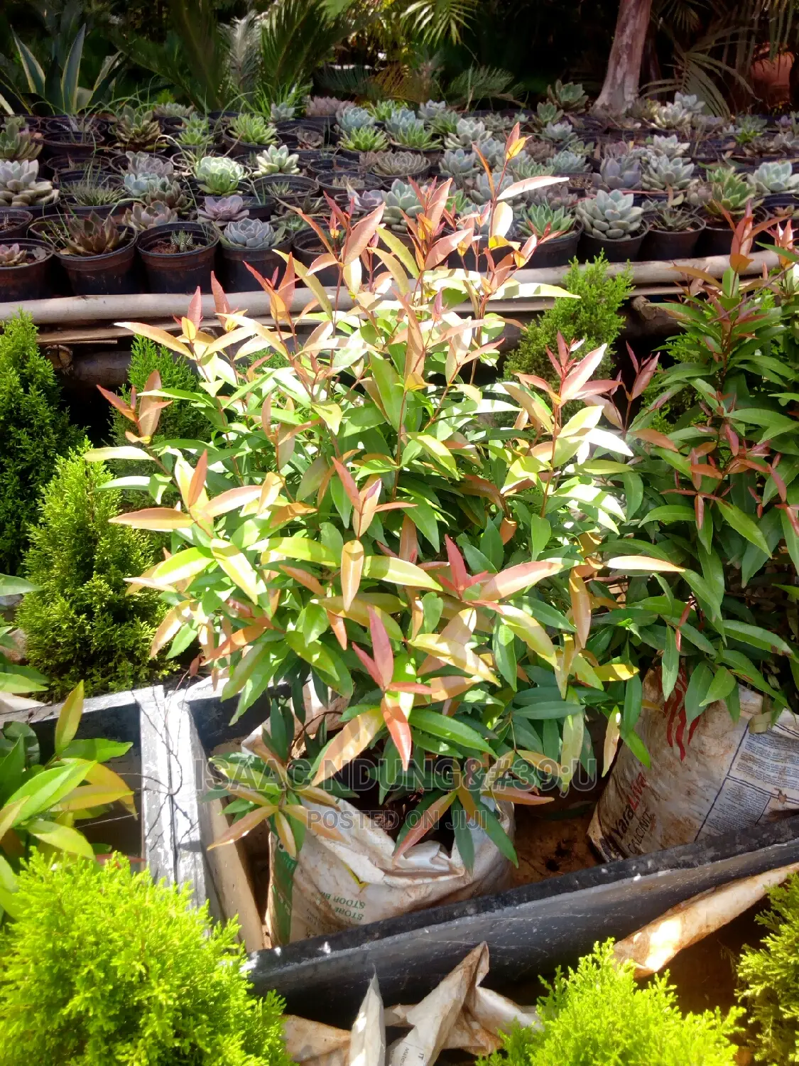 Potted Plants For Hire