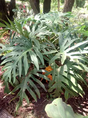 Potted Plants For Hire