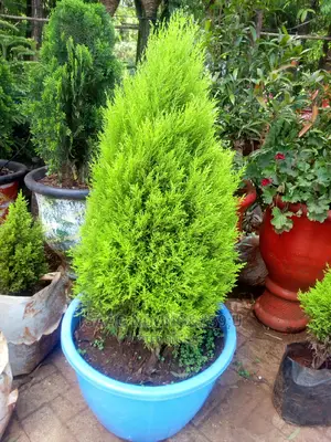 Potted Plants For Hire