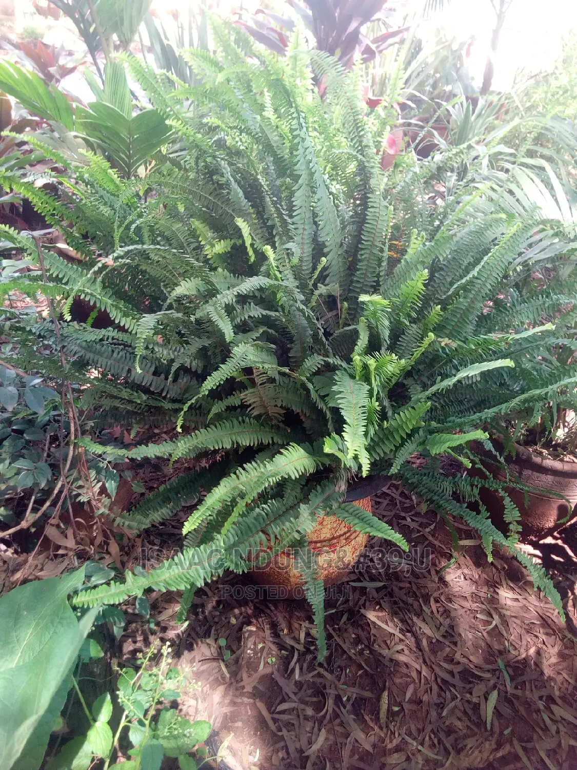 Potted Plants For Hire