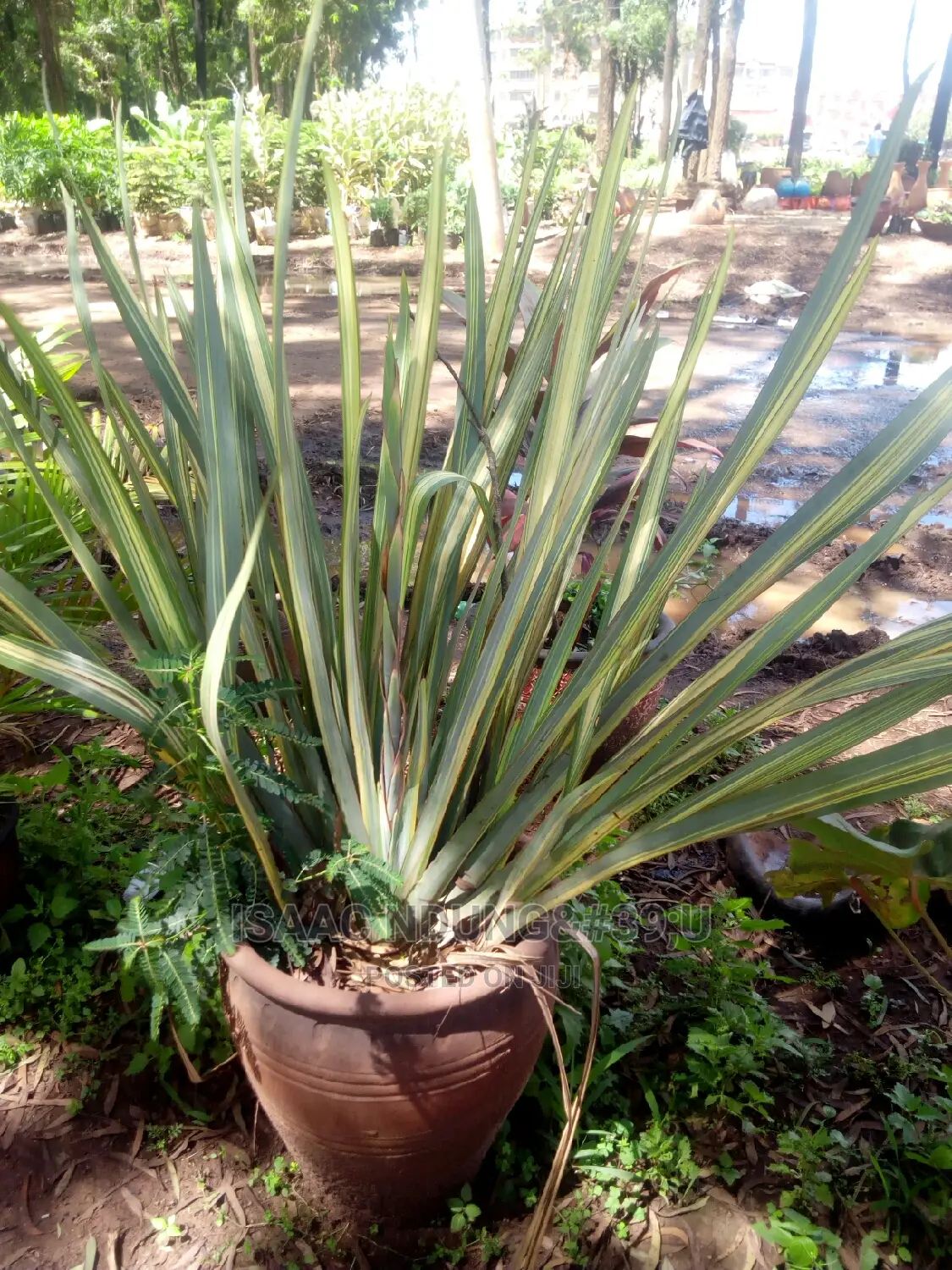 Potted Plants For Hire