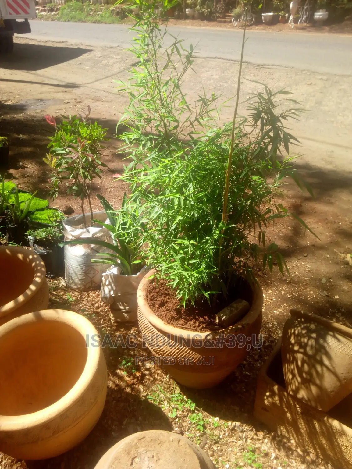 Potted Plants For Hire