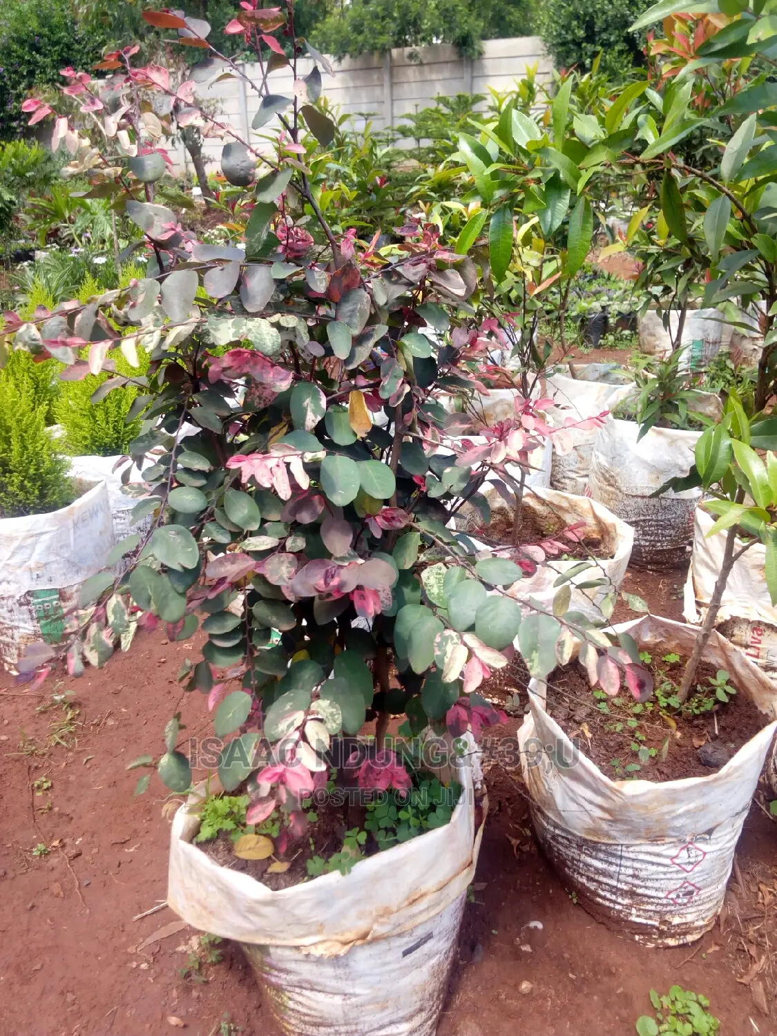 Potted Plants For Hire