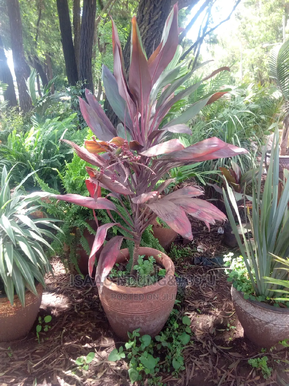Potted Plants For Hire