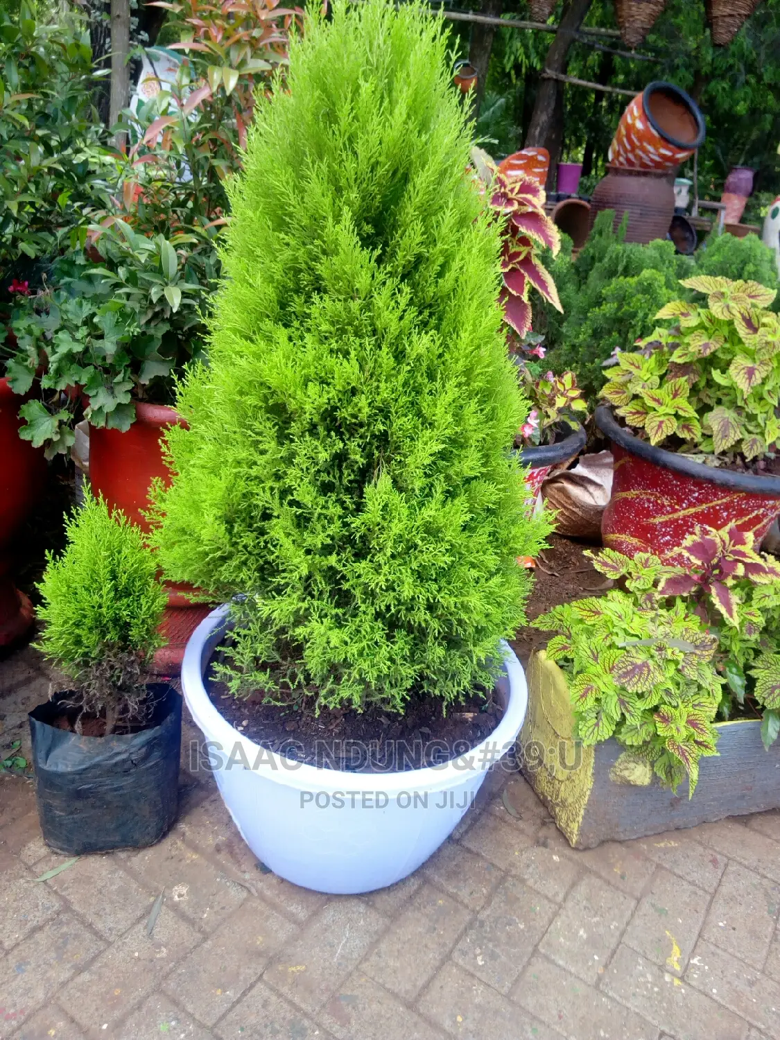 Potted Plants For Hire