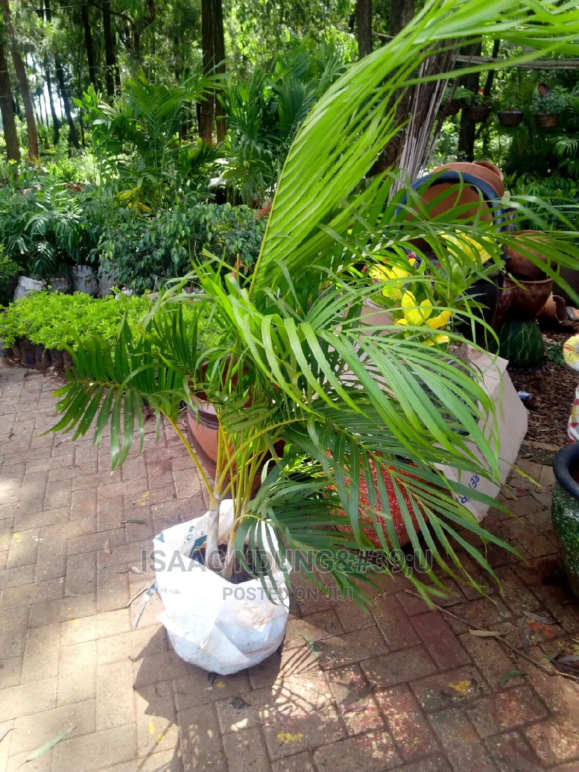 Potted Plants For Hire
