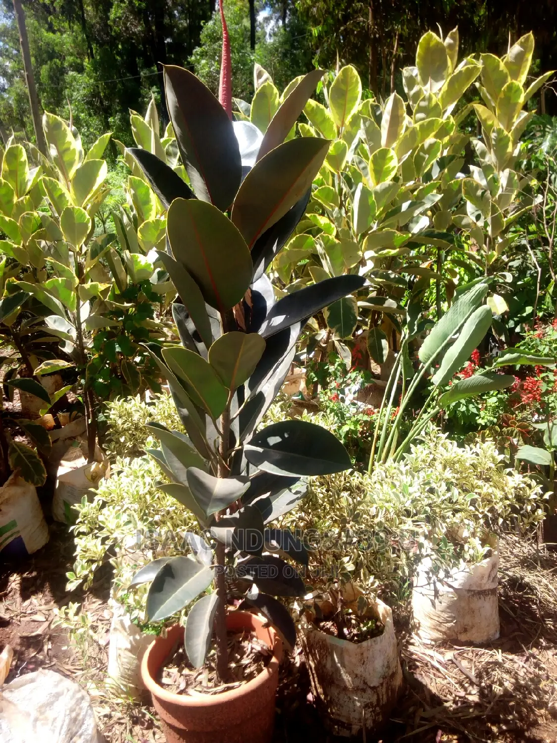 Potted Plants For Hire