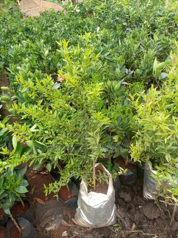 Seedlings Quality Pomegranate Seedlings - main view