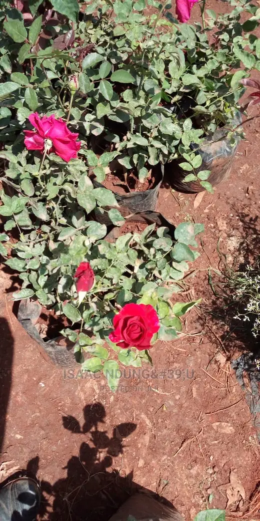 Rose Garden