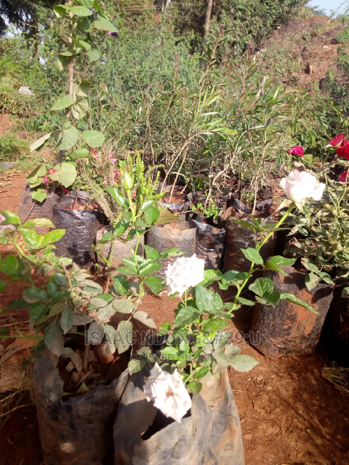 Rose Garden