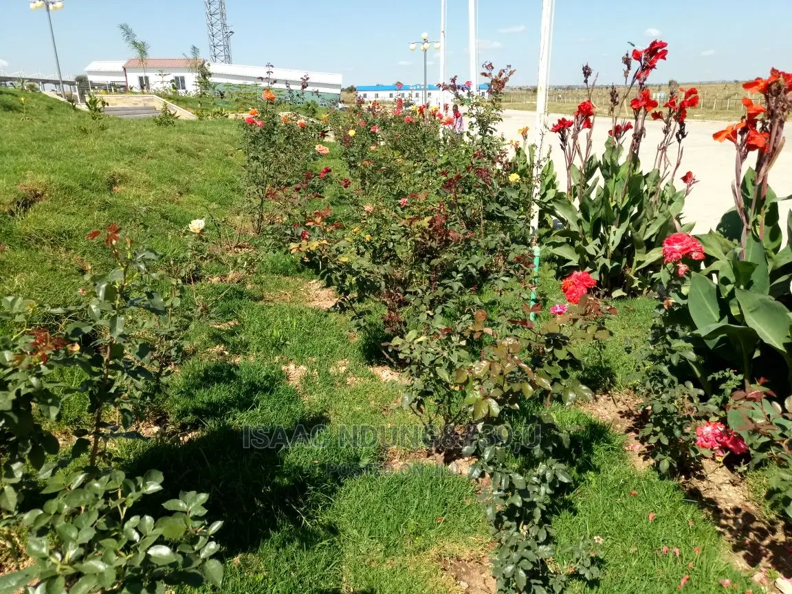 Rose Garden
