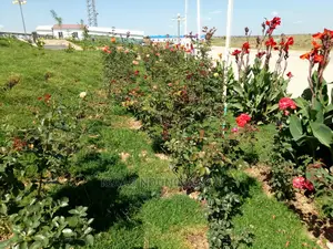 Rose Garden