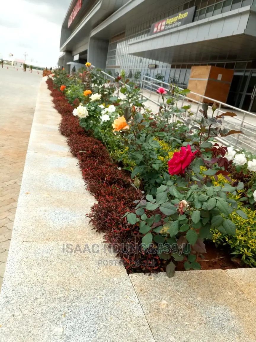Rose Garden