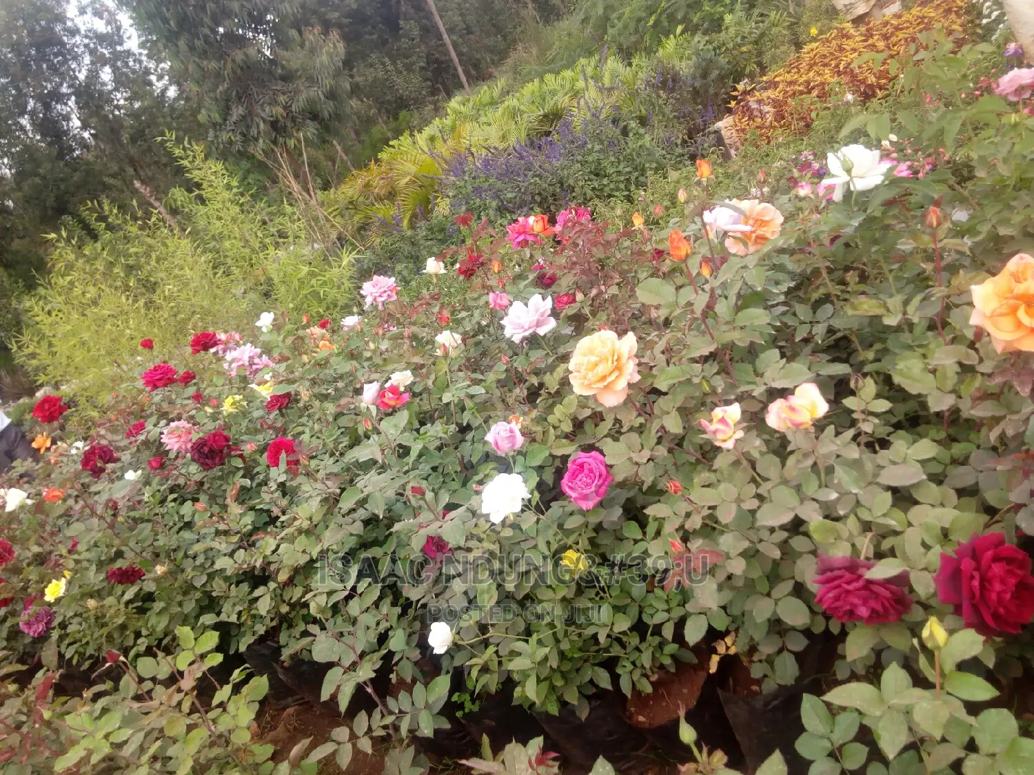Rose Garden