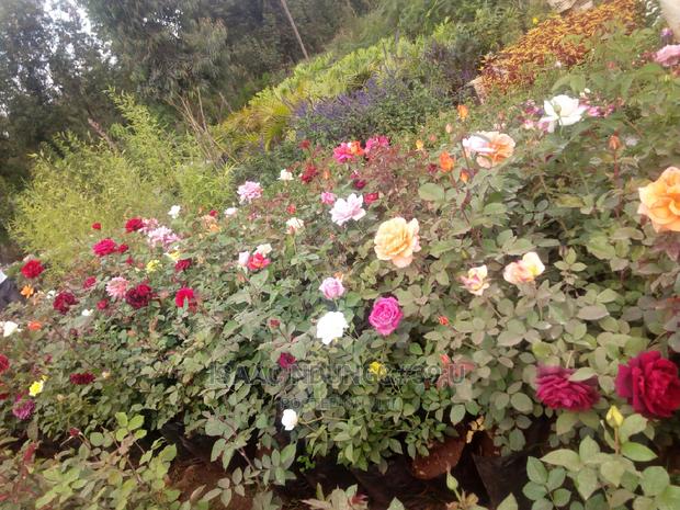 Rose Garden - thumbnail 6