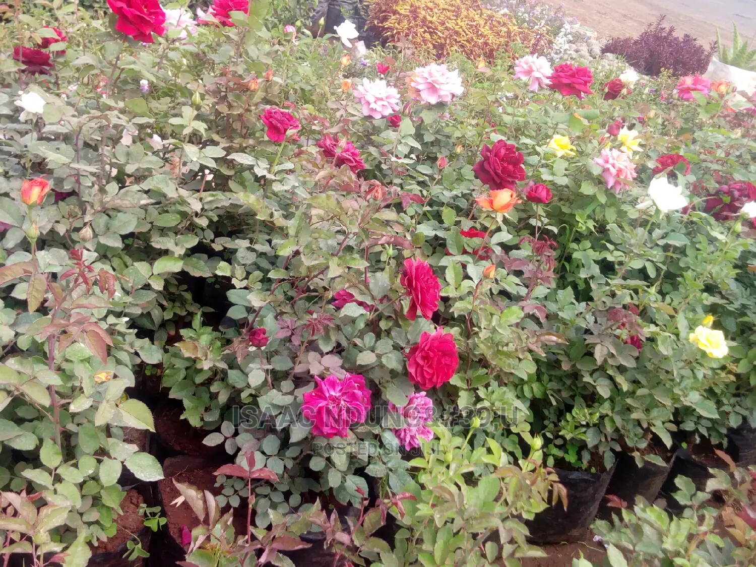 Rose Garden