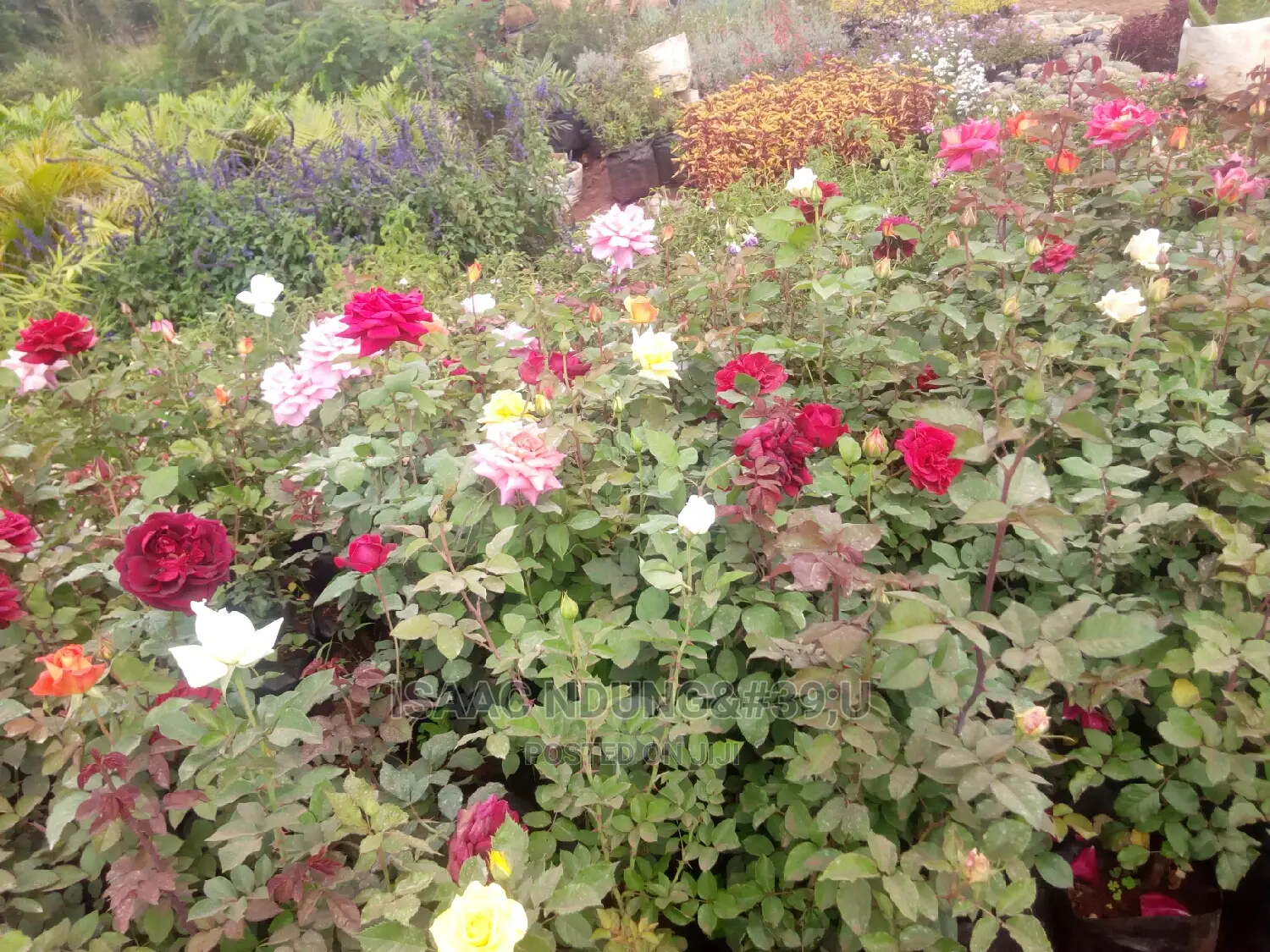 Rose Garden