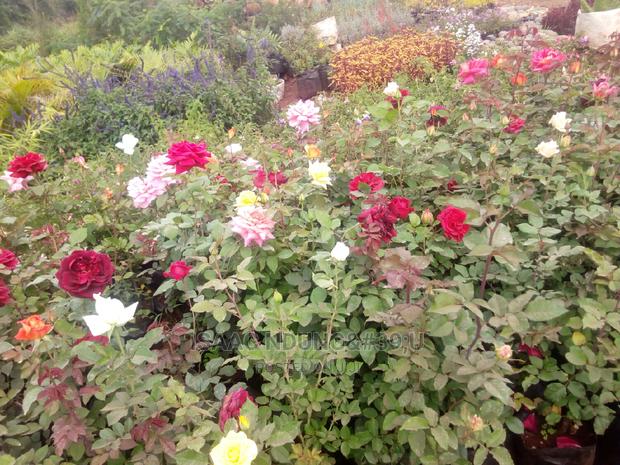 Rose Garden - thumbnail 8
