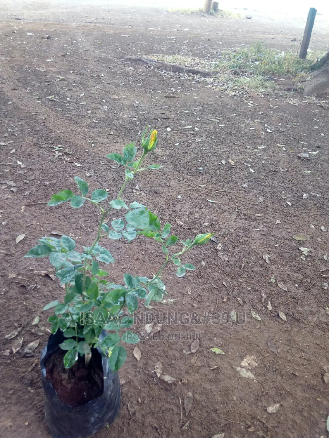 Rose Garden