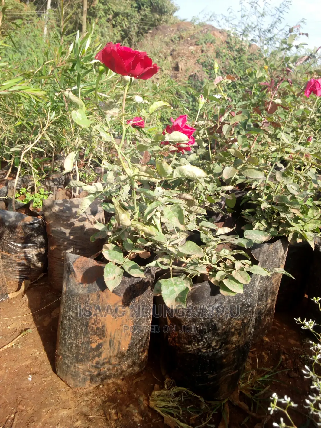 Rose Garden