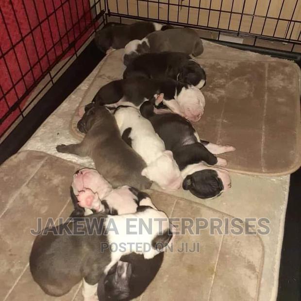 1-3 months Male Purebred American Pit Bull Terrier